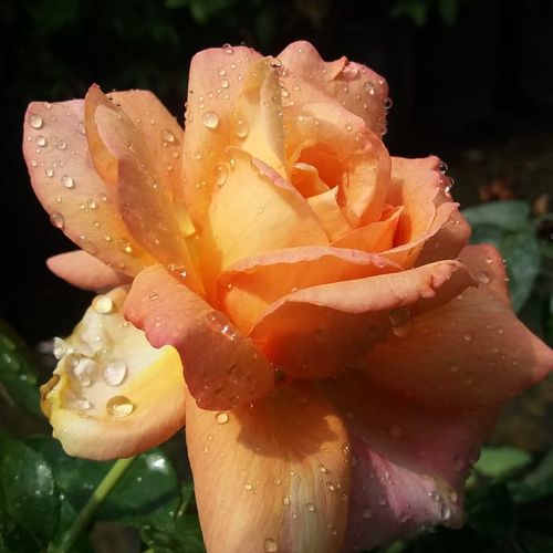 Broskvově žlutá s růžovým okrajem - Stromkové růže s květmi čajohybridů - stromková růže s keřovitým tvarem koruny